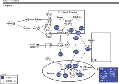 Gene editing improves endoplasmic reticulum-mitochondrial contacts and unfolded protein response in Friedreich’s ataxia iPSC-derived neurons